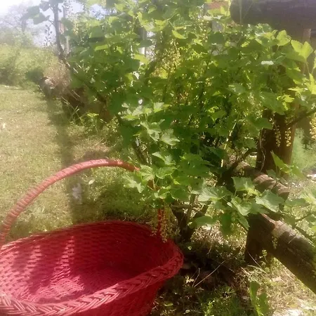 Bed & Breakfast Del Pellegrino Peveragno